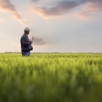 Senior farmer standing in barley field examining crop.